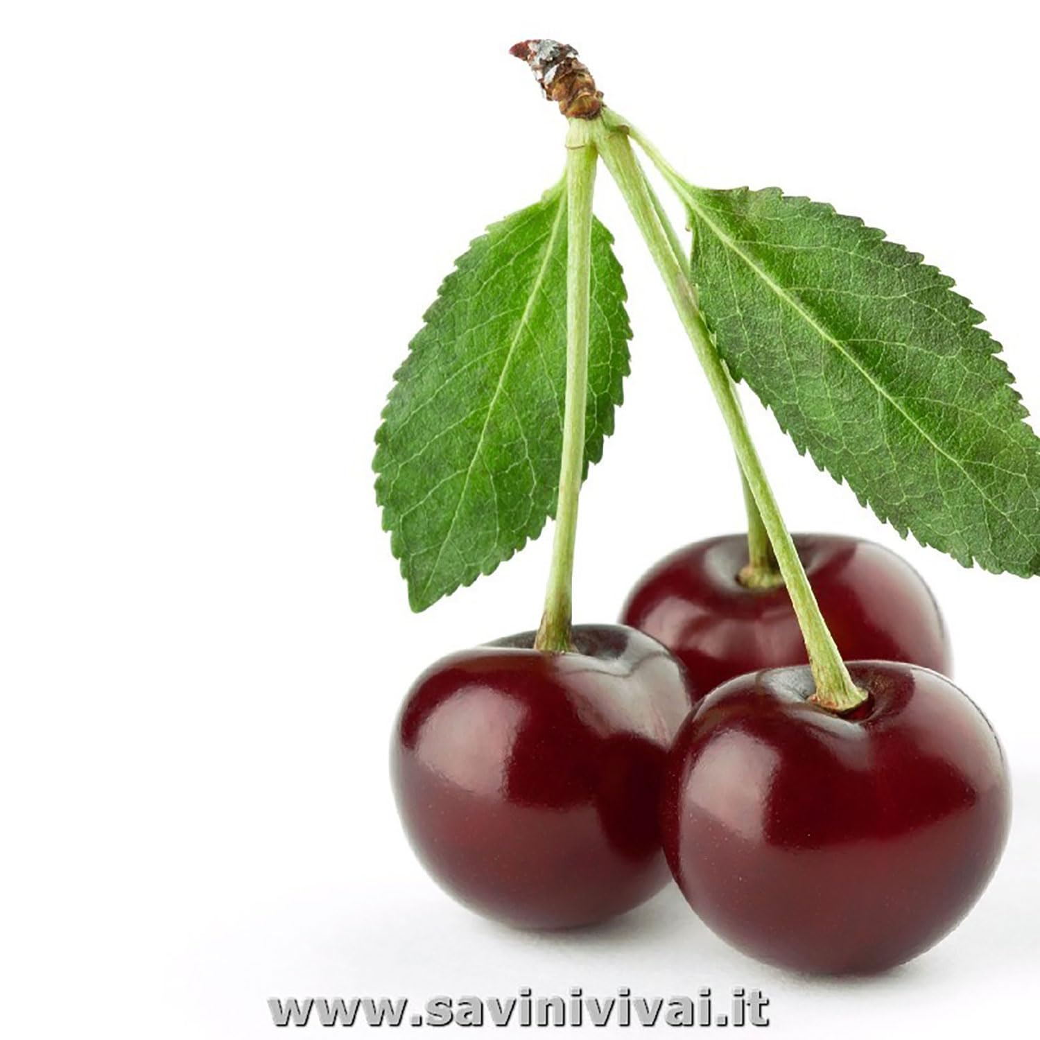 SAVINI VIVAI Pianta di Ciliegio Durone Nero II Piante da Frutto in Vaso 22-24 cm 2-3 Anni Altezza 130-150 cm Made in Italy
