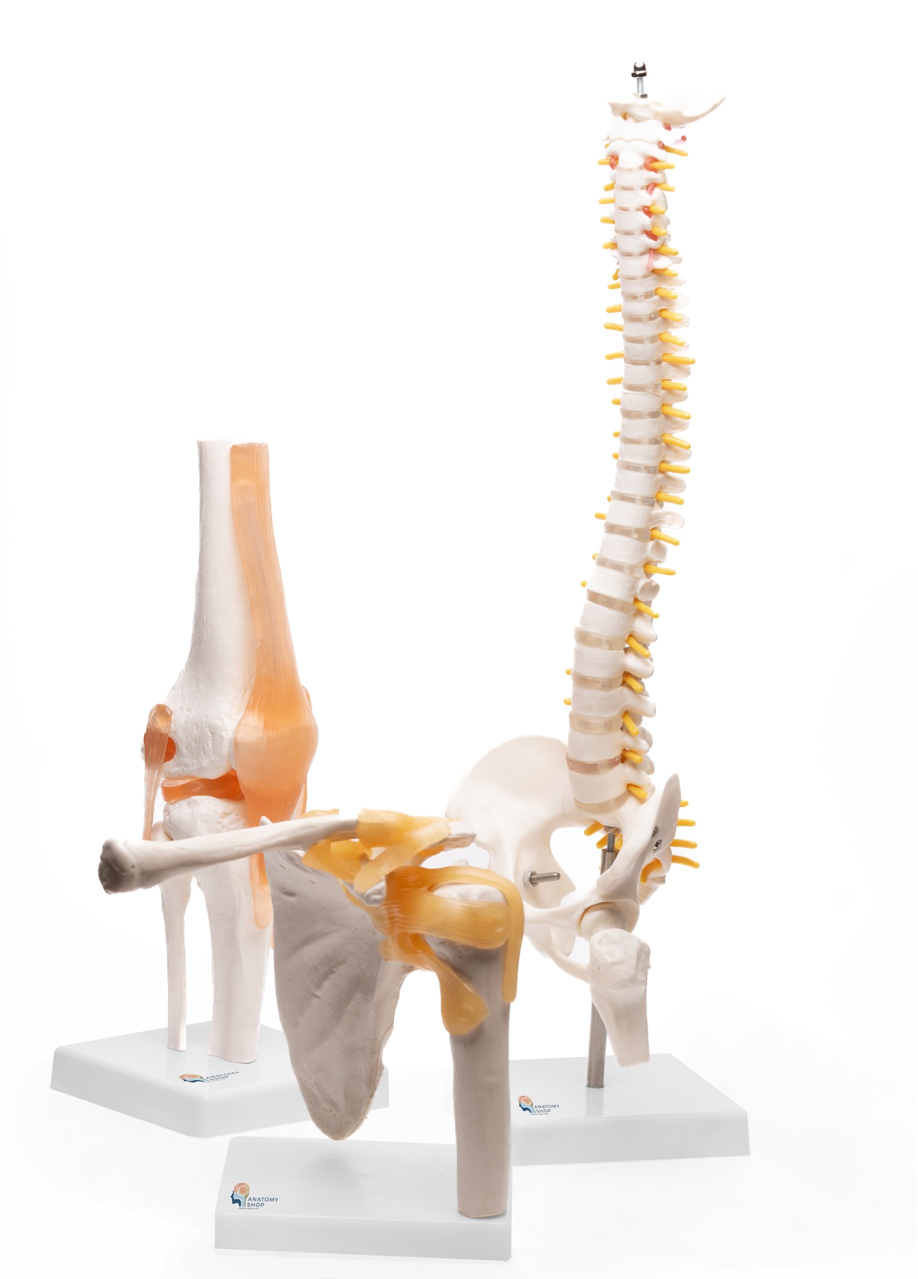 Myaskro® - Spine Model, Knee Model, Shoulder Model, Premium Medical Quality, 95% Anatomical Accuracy (B08597N5N6) Amazon Price History, Amazon Price Tracker