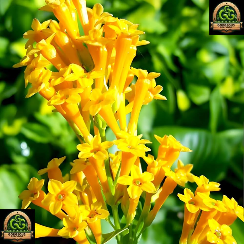 Rat Rani Plant - Fragrant Yellow Jasmine Flower -2