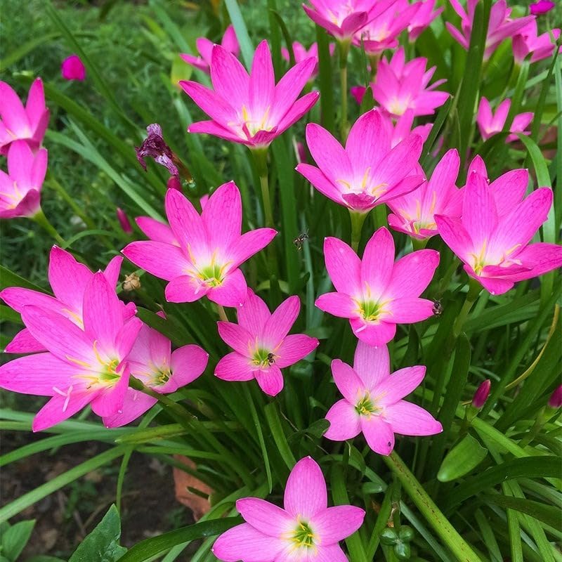 Growth Seeds Zephyranthes Rain Lily Flower Bulbs, Pink, Pack of 15 Pieces, Indoor/Outdoor for hame and Gardening (B0DDXS255R) Amazon Price History, Amazon Price Tracker