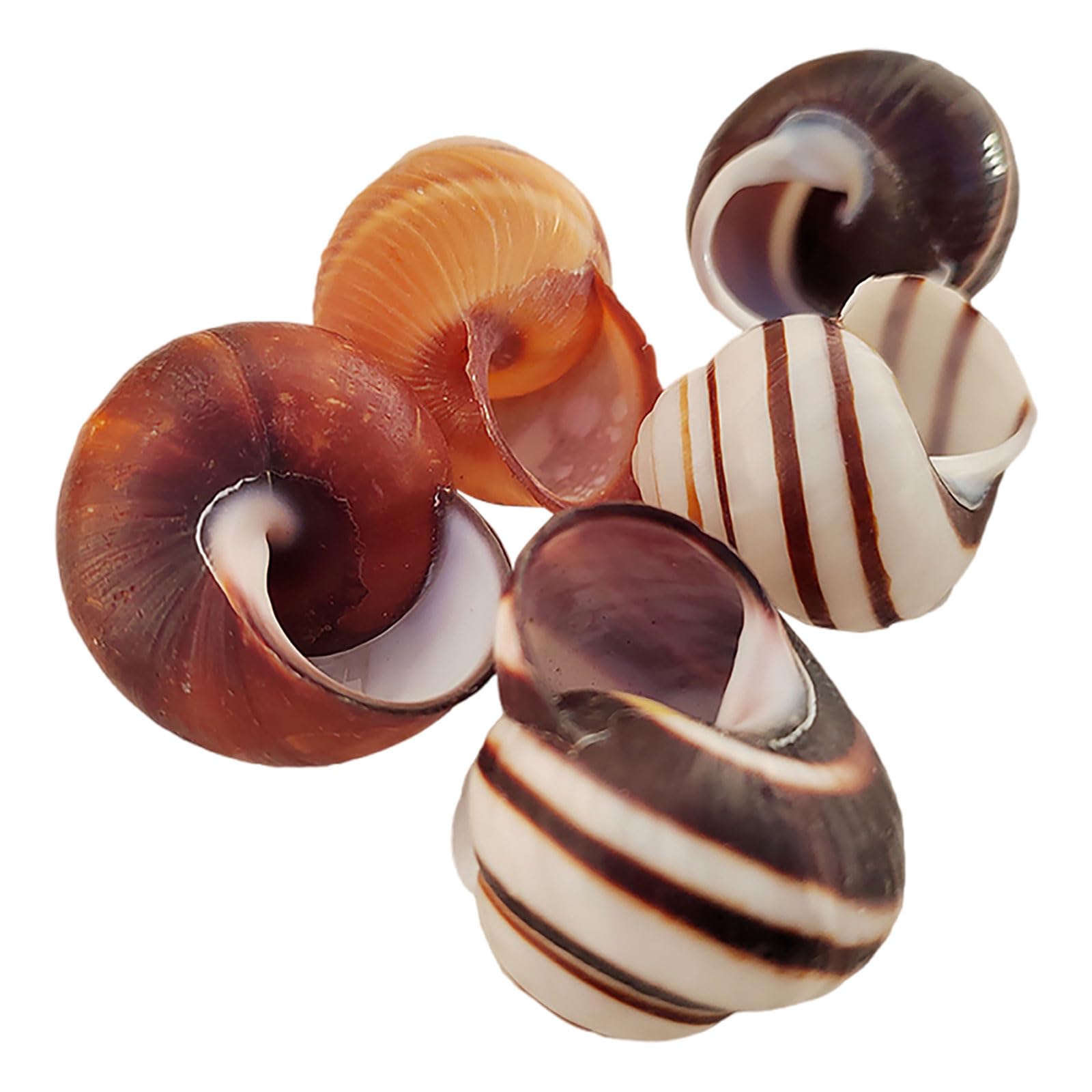 LuMOUzhou Hermit Crab Shells