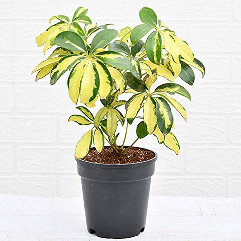 See full amazon price history chart for Creative Farmer Garden Live Plant Umbrella Tree, Schefflera Arboricola Trinette Plants For Schefflora (Brassaia Actinophylla) Home (1 Live Garden Plant) Creative Farmer Garden Live Plant Umbrella Tree, Schefflera Arboricola Trinette Plants For Schefflora (Brassaia Actinophylla) Home (1 Live Garden Plant) (B08P5TKW8D) Amazon Price History, Amazon Price Tracker