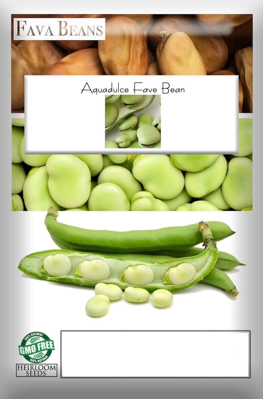 Heirloom Aquadulce Fava Bean Seeds for Terrace Gardening-25 Seeds-image-3