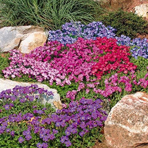 Outsidepride Perennial Aubrieta Rock Cress - Mezcla de cascada de berro bajo crecimiento cubierta del suelo cesta colgante plantas de borde - 2000