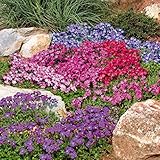 Outsidepride Cascade Mix Aubrieta Rock Cress Seeds - 1000 Pcs Perennial Flower Seeds, Easy to Grow, Low Maintenance, Cascading & Low Growing, for Baskets, Rock Walls, or Ground Covers