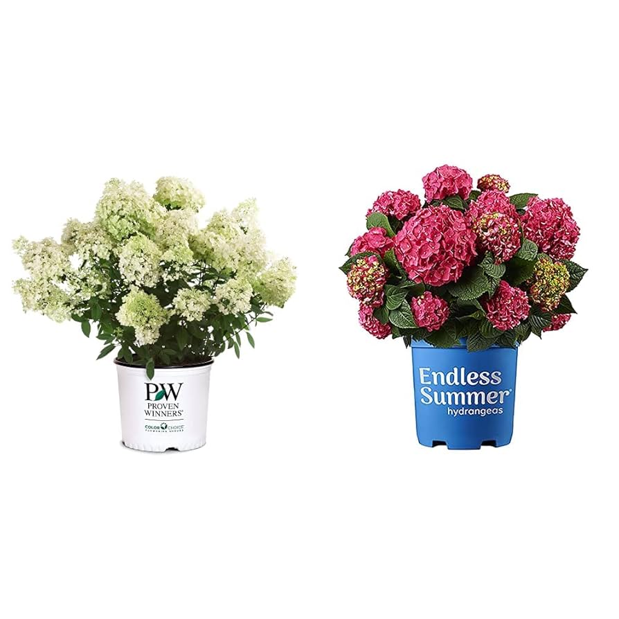 その他 hydrangea0223 Longfield Gardens Blue Hydrangea's, 3-pack | Costco