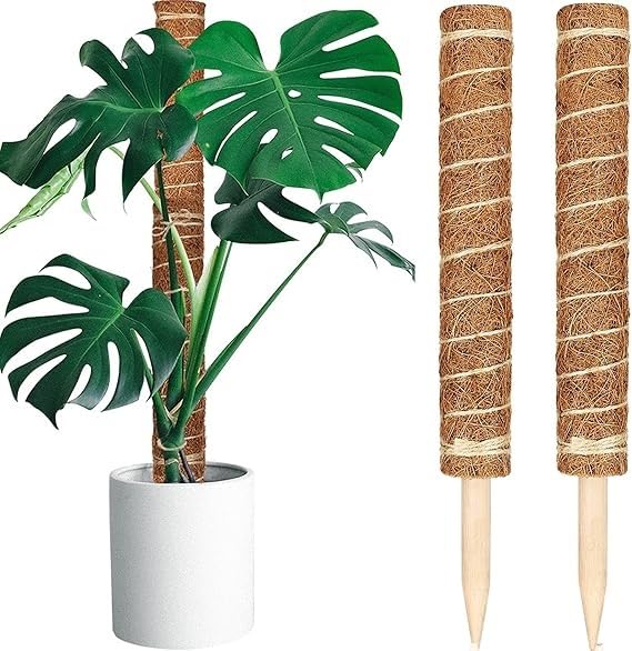 EcoGrow Ventures Coco Pole Coir Moss Stick 2 Feet Length 90cm 2 Pieces for Money Plant Support Indoor Plants House Plants and Plant Creepers (B0DCSH41BS) Amazon Price History, Amazon Price Tracker