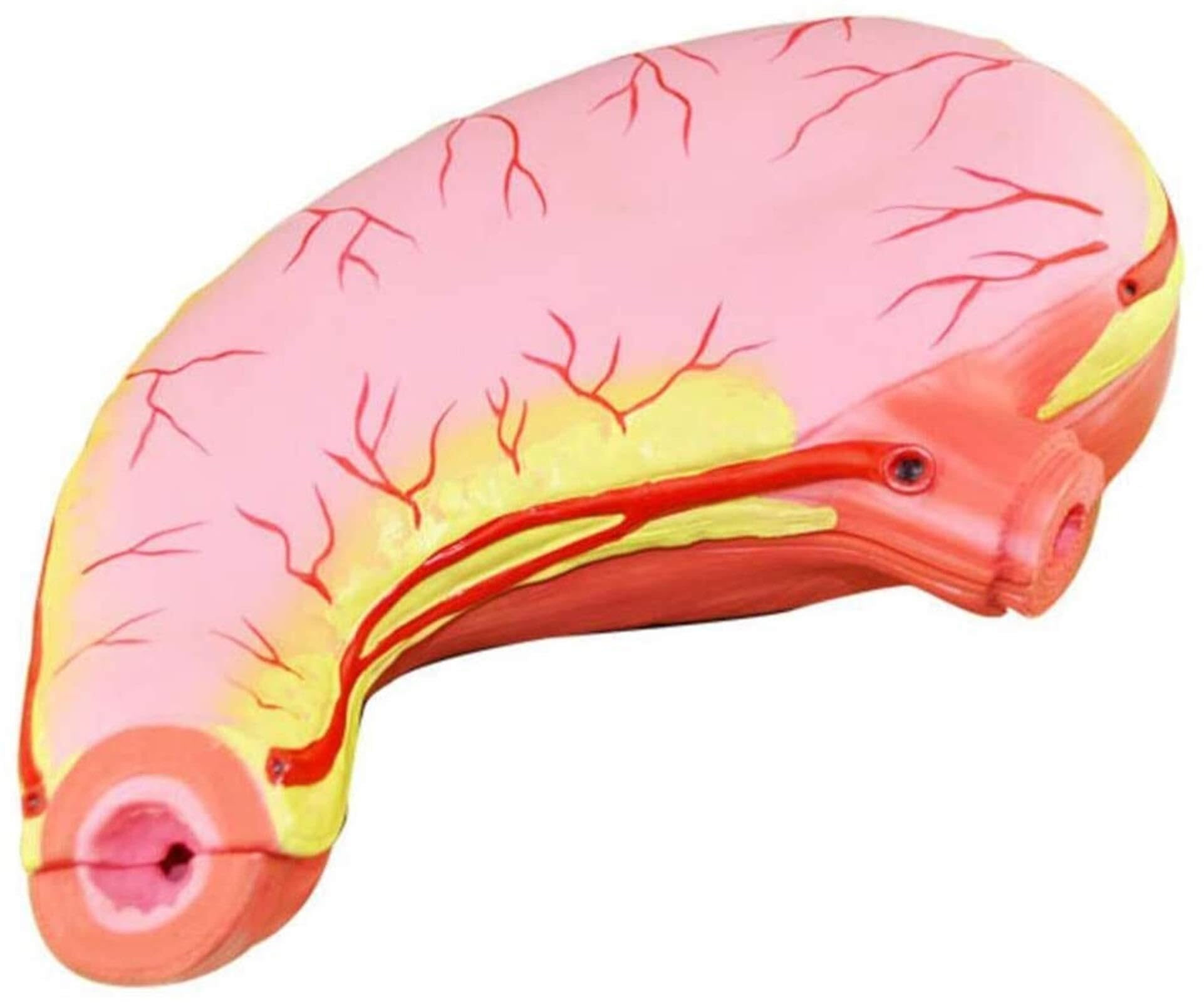 XINGLUOY Stomach anatomy model human organ stomach medical for science classroom teaching