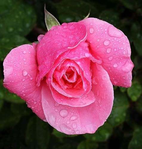 Miniatura 2 de 100 semillas de rosas de color mixto de rosas raras semillas de flores de jardín reliquia