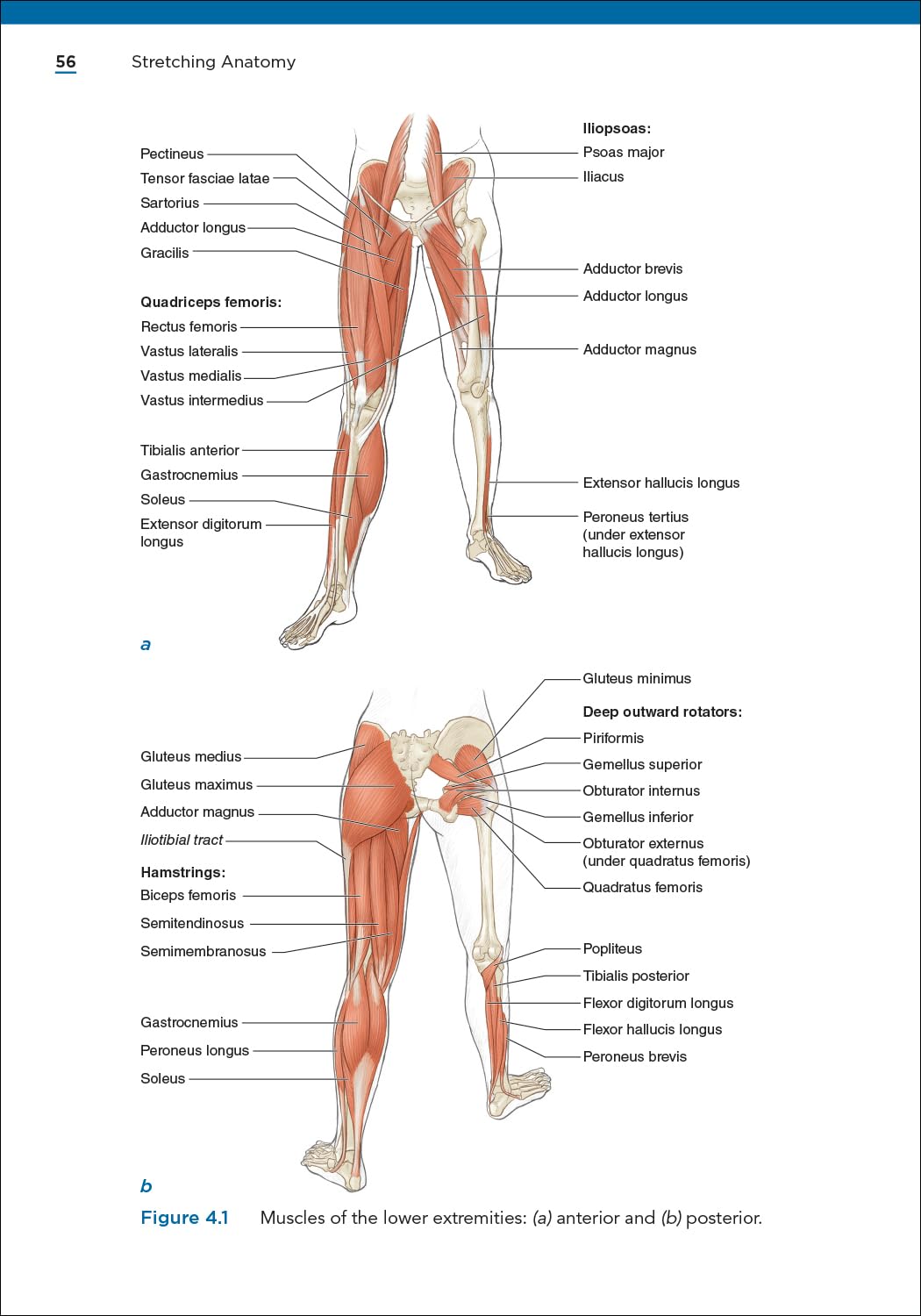 Stretching Anatomy