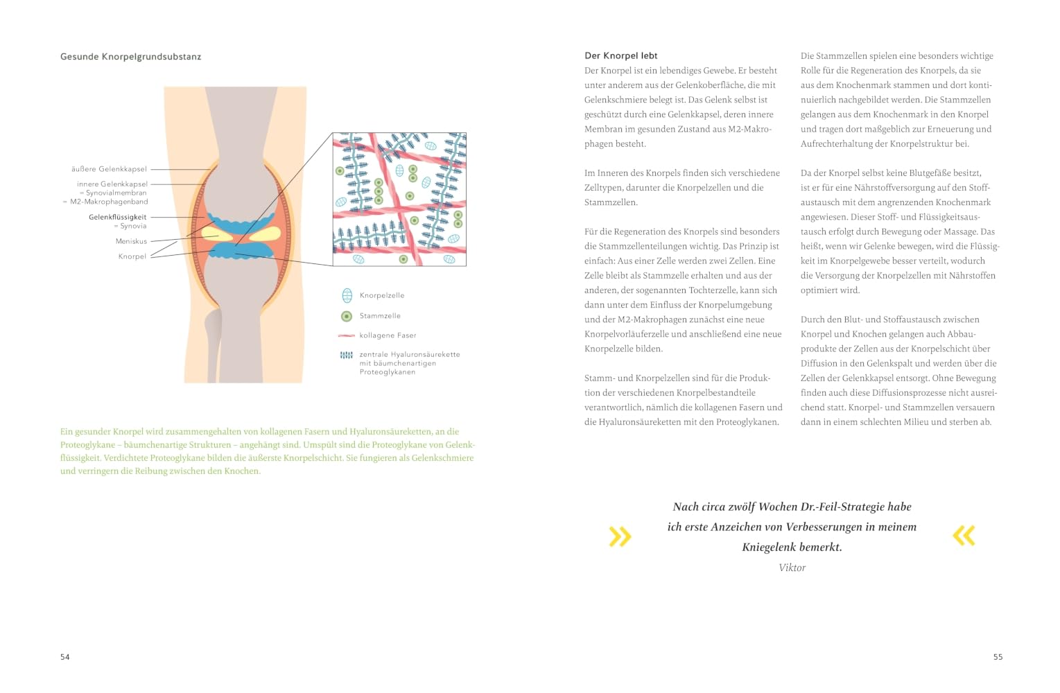 Arthrose endlich heilen: Die revolutionäre Strategie zur Knorpelregeneration nach Dr. Feil - Ernährung & Bewegung bei Arthrose. SPIEGEL-Bestseller
