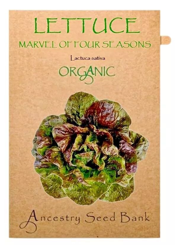 Organic Lettuce ❁ Marvel of Four Seasons ❁ 150 Seeds Heirloom - Non GMO