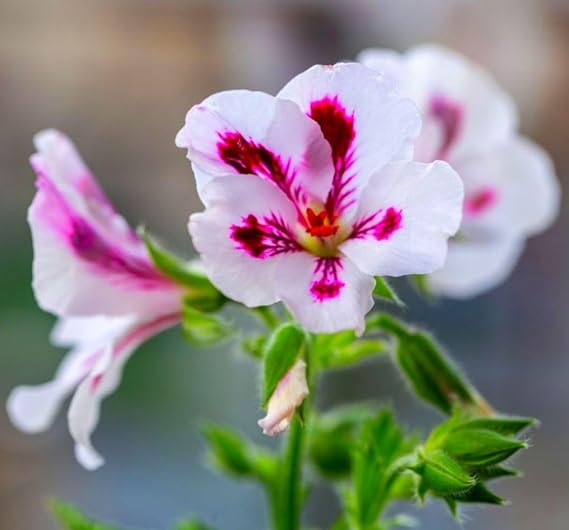 25 Pcs Purple Geranium Seeds - Large Perennial Heirloom Non-GMO Giant