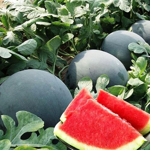Seeds4planting - Black Diamond Watermelon Seeds – Heirloom Sweet Large