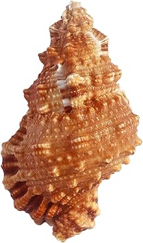 Beach Shells,Natural Shell, Natural Conch Sea, Conch Shell - Large Natural Conch Shell - for Vase Filler, Air Plants, Home Decor, Aquarium Decoration Accessories5-6cm