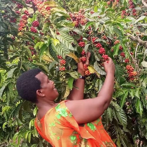 Kigezi Coffee Development Academy Podcast Por  arte de portada