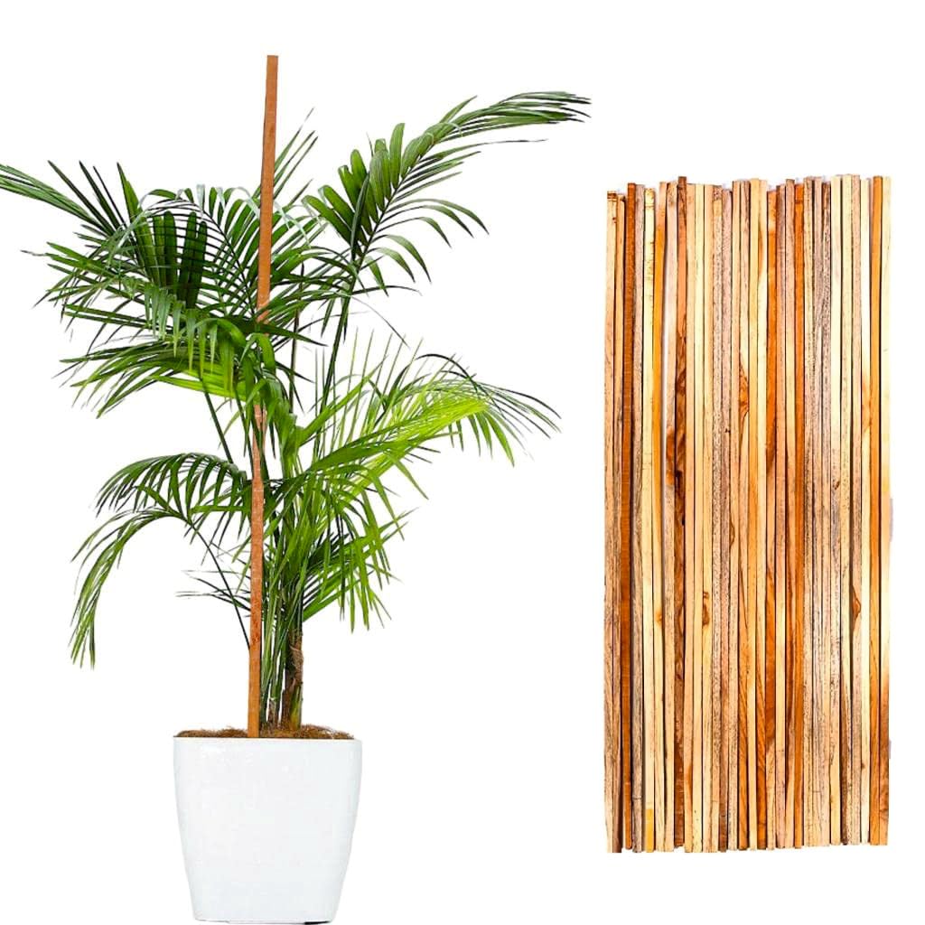 KERQOOR Natural Teak Wooden Support Sticks 2 Feet (Pack of 15) for Plant Stem Support| Climbing Support for Plants | Creepers| Climbers| Tomatoes| Garden Stakes for Indoor and Outdoor Gardening (B0CDHCW952) Amazon Price History, Amazon Price Tracker