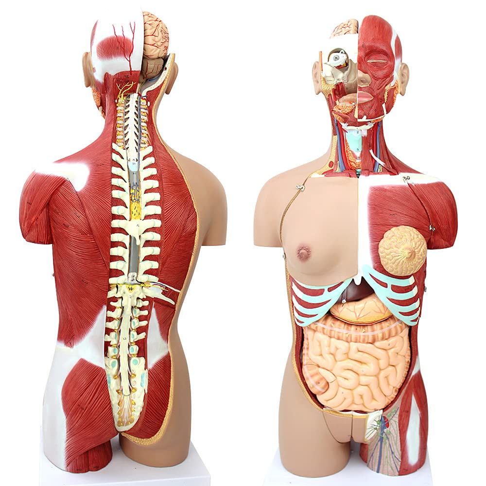 YNIYUJKL Teaching Model Tools,Anatomical Torso 85Cm Human Muscle Torso Organ System Anatomical Model Can Be Split 29 Parts Torso Internal Organs Muscle Anatomy Model Human Organ Teach