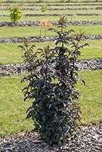 Elderberry Black Tower Column Shape Sambucus Nigra 40-60 cm in Pot