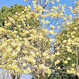 magnolienbaum büropflanzen blumenbeet balkon blumensaat wildblumen balkonblumen indoor kräutergarten frühlingsblumen magnolien schmetterlingsflieder sommerblumen gartenpflanze 350samen