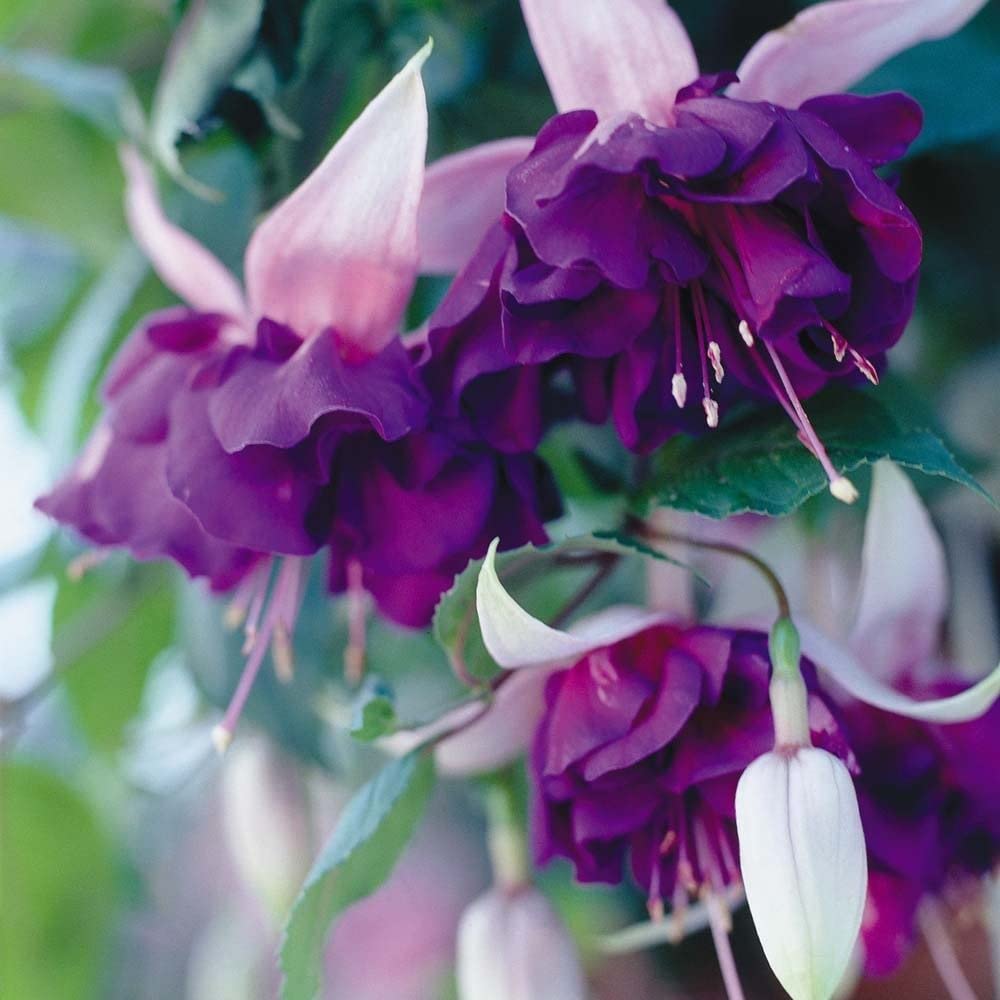 Fuchsia Giant Trailing 'Deep Purple' Garden Plug Plants New Pack x6