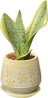 Amazon Co Jp 人気のサンセベリアランキング