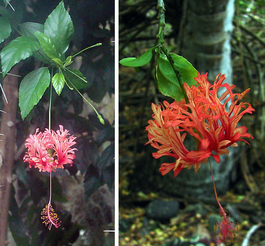 See full amazon price history chart for The Royal Crafty Rare Spider Hibiscus/Fringed rosemallow/Japanese Lantern/Coral Hibiscus Live Healthy Flower Plant The Royal Crafty Rare Spider Hibiscus/Fringed rosemallow/Japanese Lantern/Coral Hibiscus Live Healthy Flower Plant (B0CR7DRD1L) Amazon Price History, Amazon Price Tracker