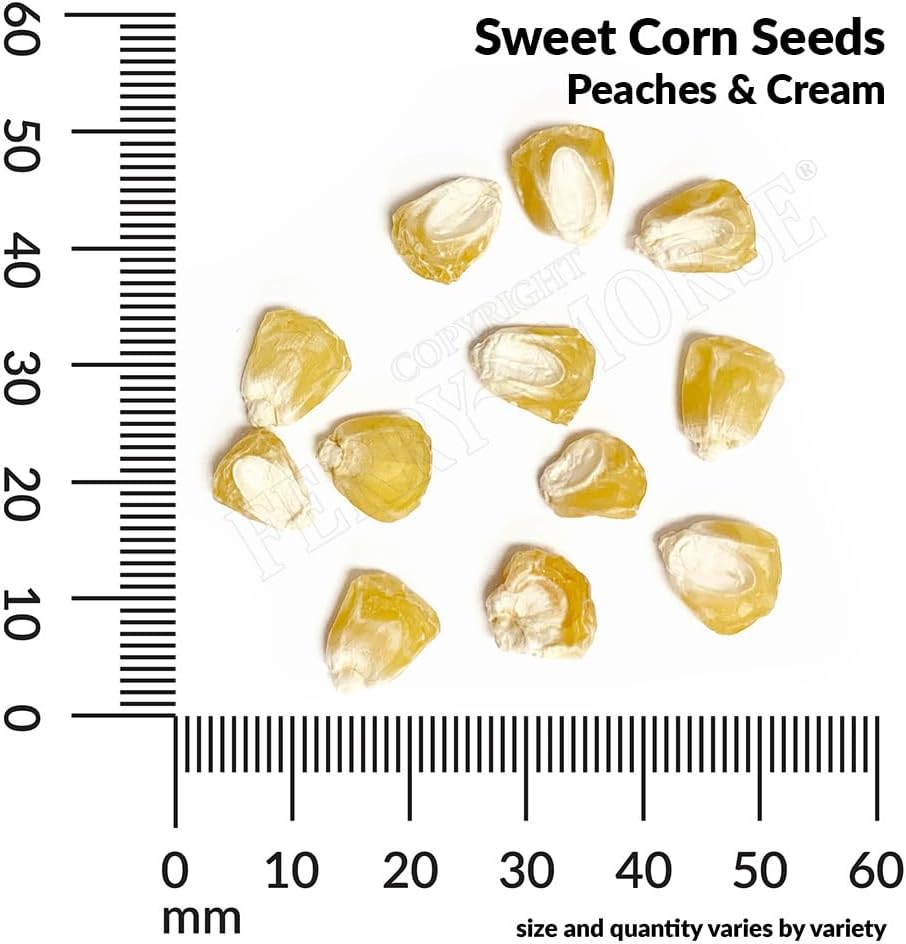 Ferry-Morse Online Edition Sweet Corn Seeds - Peaches & Cream Hybrid, High Germination, GMO Free - 8 Pack