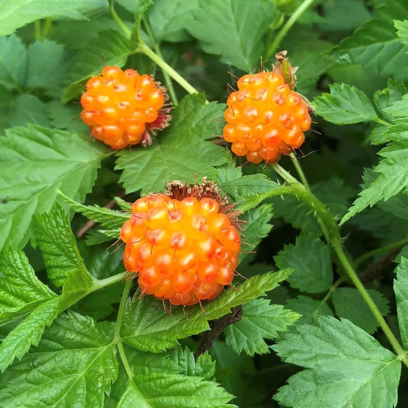 Raspberry Plant Live for Planting, Raspberry Bushes Live Plant Potted 1-2 Years Old, Edible Berries Plant, Raspberry Fruit Tree (Creeping Raspberry)
