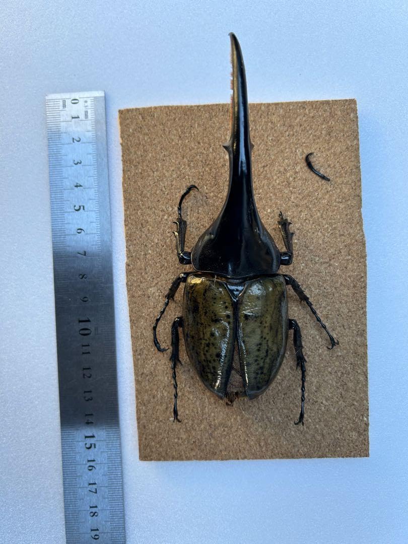 Amazon.co.jp: ヘラクレスオオカブト標本 : ペット用品