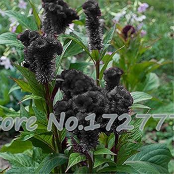 Öffen pointed-CELOSIA / BLACK 61-SAHRG17L._UF350,350_QL80_.jpg