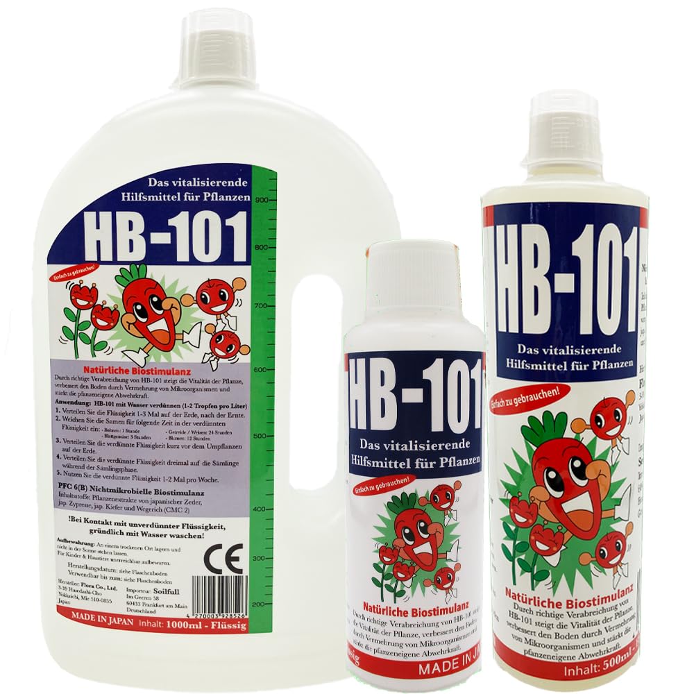 Pelargonium Inquiniseert De Sjalot Geranium Stock Afbeelding