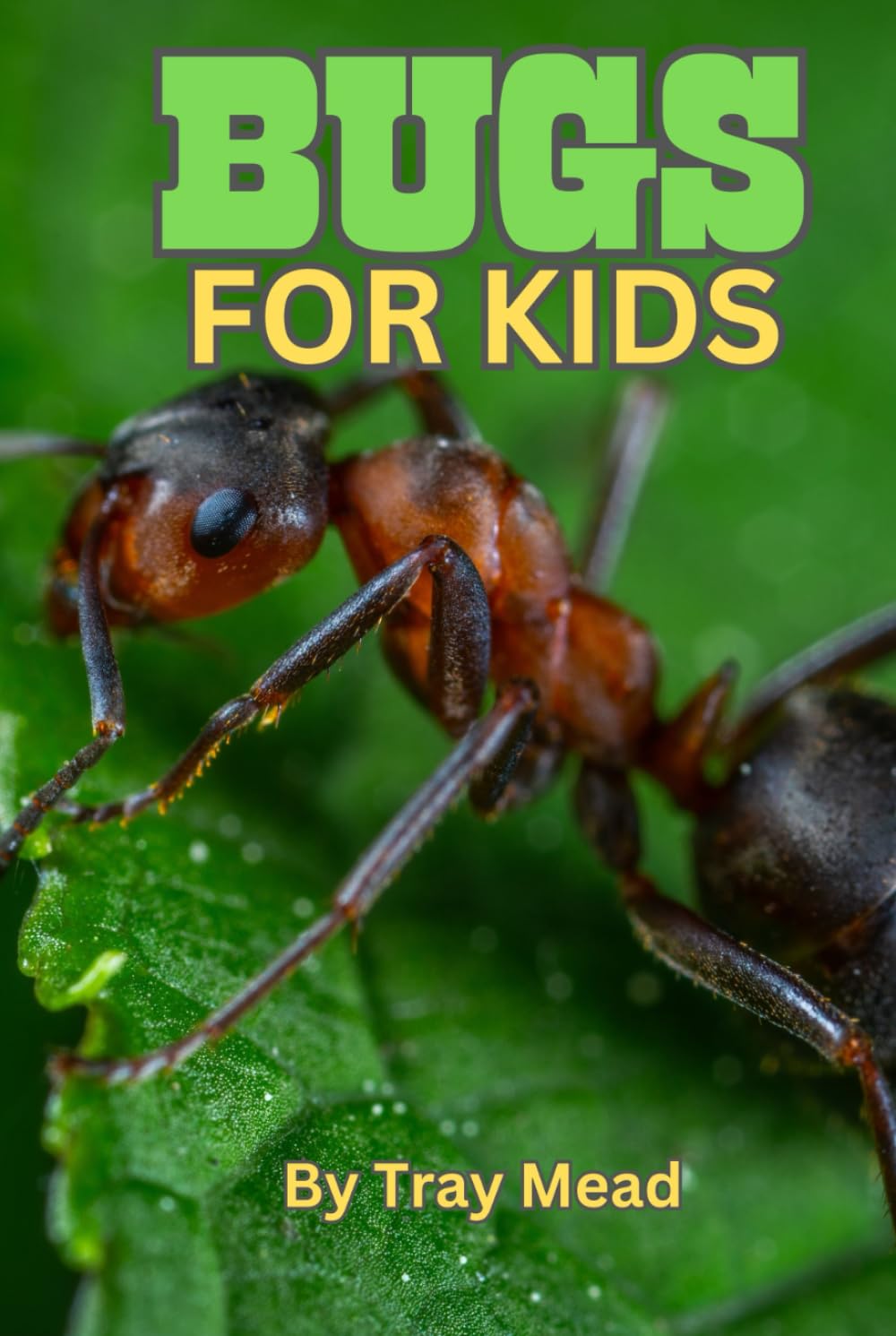Bugs for Kids