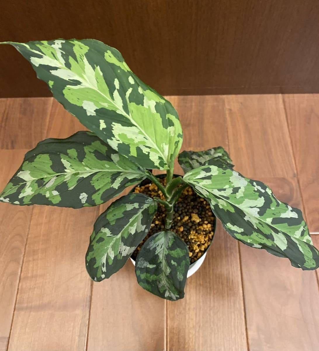 アグラオネマ　ピクタム　キングダムタイランド Amazon.co.jp: Aglaonema Pictum Tricolor The Kingdom of