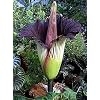 Generic 35st Purple Corpse Titan Arum Grootste Bloemzaden