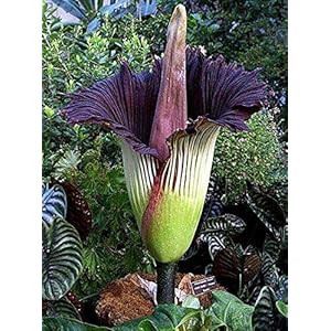 Generic 35st Purple Corpse Titan Arum Grootste Bloemzaden