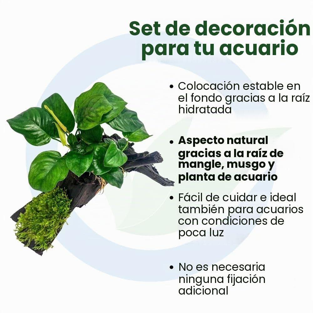 AquaOne Plantas de acuario en madera Anubias barteri y musgo en raíz de manglar – Decoración natural para acuarios – Fácil de limpiar e ideal para gambas, bagres y aquascaping