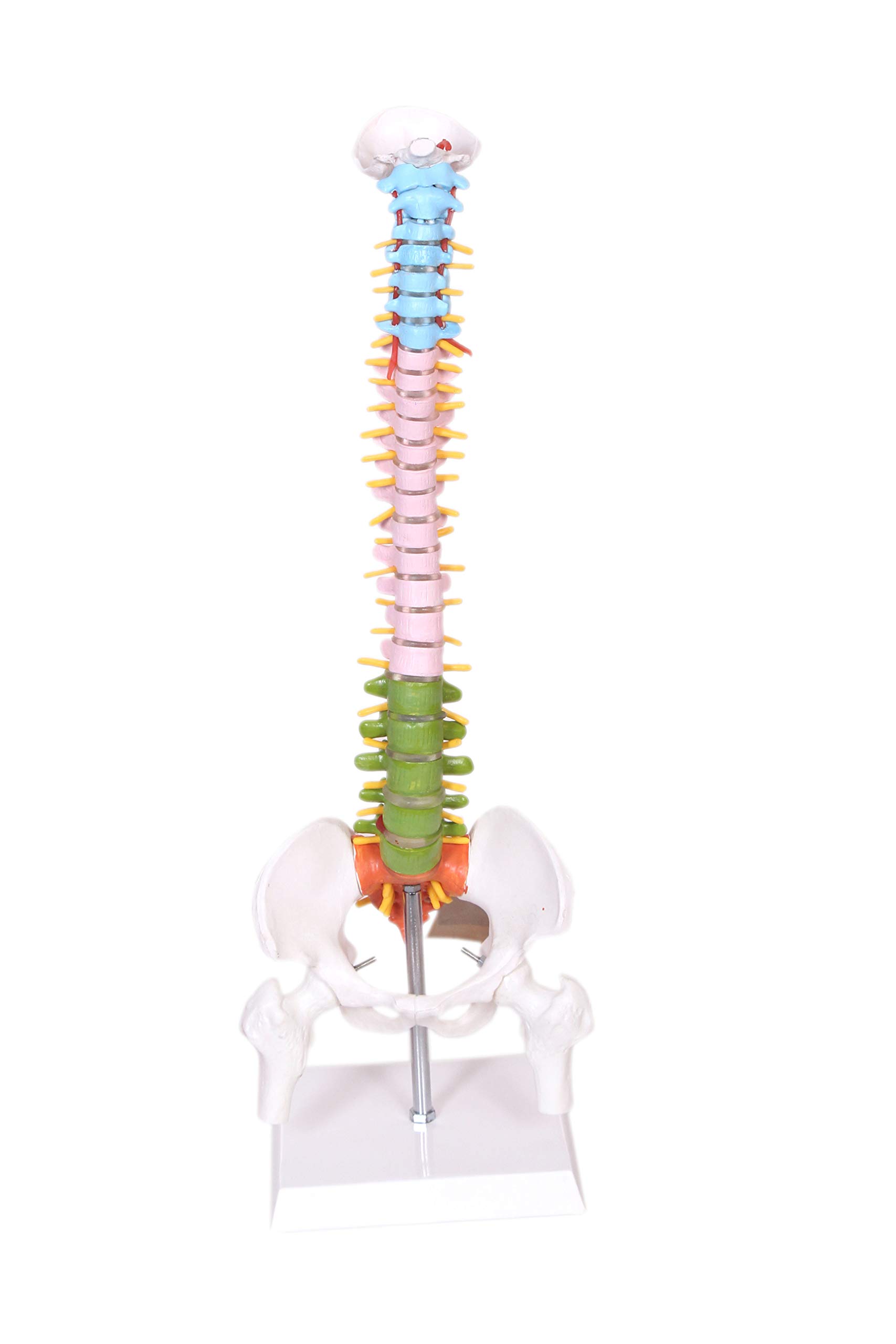 See full amazon price history chart for KKI Colored Human Vertebral Column Spine Bone Model 45cm Tall Premium Anatomy Perfect for Medical Students and Training KKI Colored Human Vertebral Column Spine Bone Model 45cm Tall Premium Anatomy Perfect for Medical Students and Training (B07YJMFCD3) Amazon Price History, Amazon Price Tracker
