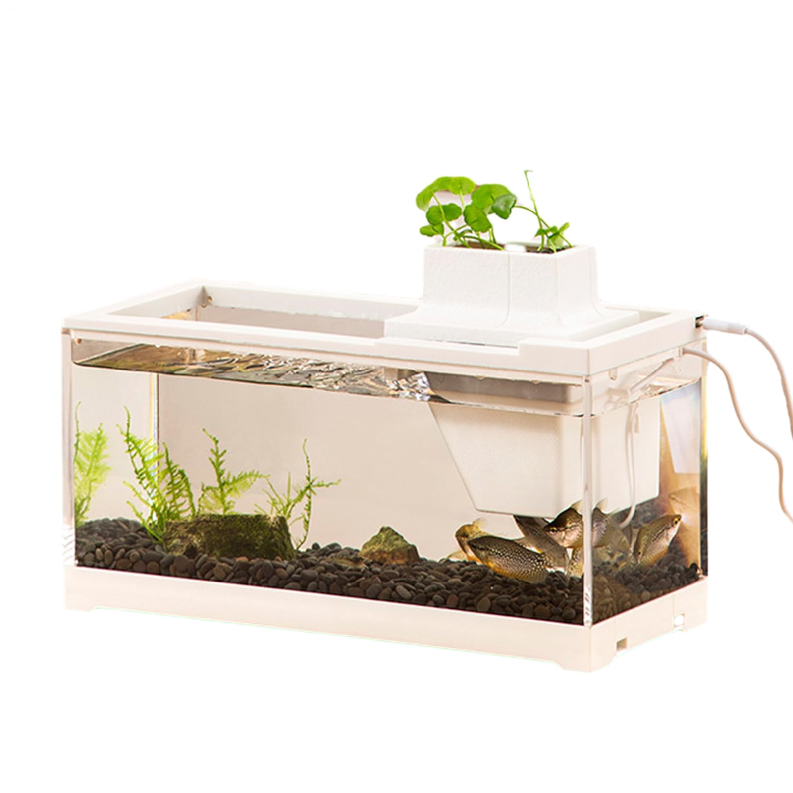 Terrou für Bürofische – kleines, ruhiges Aquarium mit Leichter und Pumpe