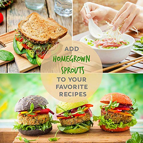 Organic Alfalfa Sprouting Seed- 35 Lbs - Organic - High Sprout Germination- Edible Seeds, Gardening, Hydroponics, Growing Salad Sprouts, Planting, Food Storage & More