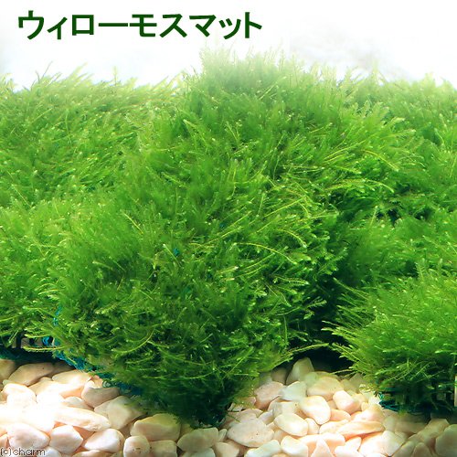 Amazon.co.jp: （水草）☆育成済☆ ウィローモス マット（3個