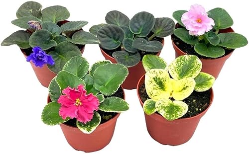 BubbleBlooms Harmony's African Violets - Juego surtido de macetas de 4 pulgadas, 5 plantas de violeta africana diferentes, Natural