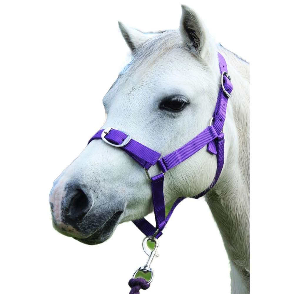 Gallop Basic Nylon Headcollar and Lead Rope Set, Full Size, Purple
