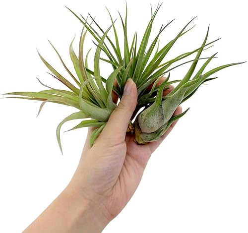 Miniatura 2 de Live 4 pulgadas + Tillandsia Ionantha - Juego de 3 plantas de aire grandes surtidas - Plantas purificadoras de aire de interior vivas para
