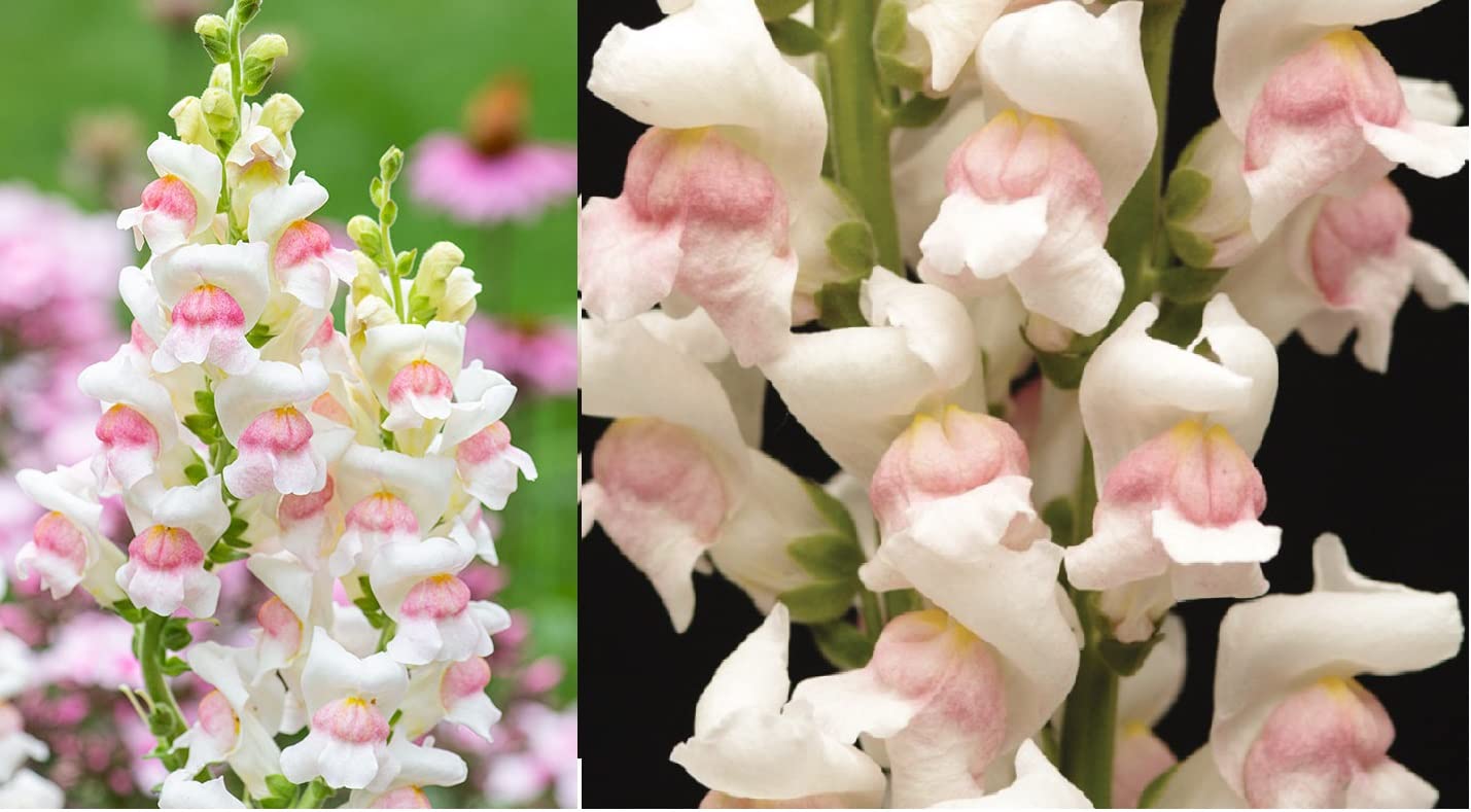 Antirrhinum Potomac Appleblossom 20 Fresh Seeds | Snapdragon | Cut Flowers | Same Day Dispatch