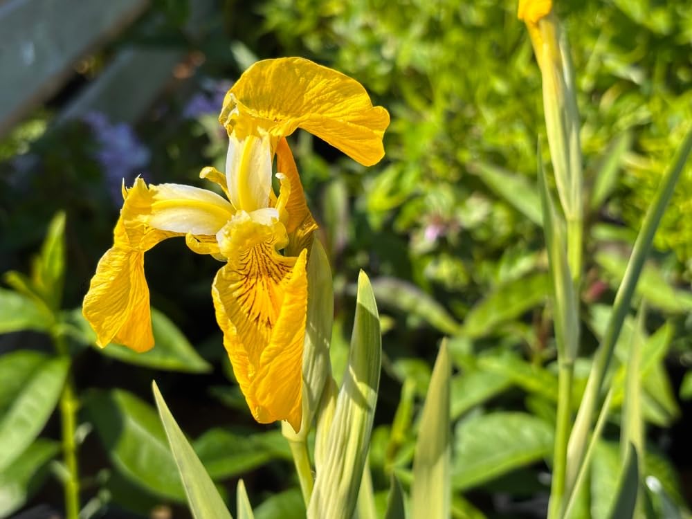 Lincolnshire Pond Plants Ltd - Iris pseudacorus variegata (Variegated) - Marginal Pond Plants - MP058-3 / 1Ltr