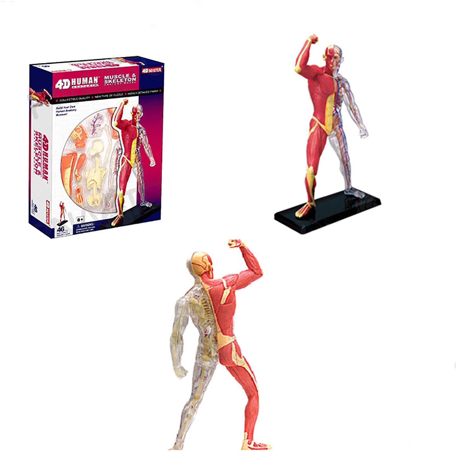 Genérico Modelo en Miniatura del Sistema Muscular, Anatomía Humana Modelo Músculo Esqueleto para Estudio y Exposición Modelo del Sistema Muscular Anatomía para Niños,Enseñanza Médica