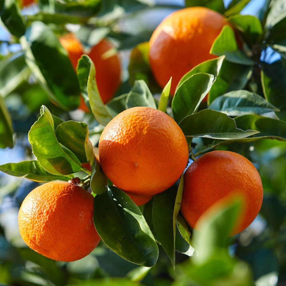 YouGarden Citrus Mandarin Fruit Tree in 4 Litre Pot, Supplied 80cm Tall, Exotic Orange Tree for UK Gardens, Perfect for Pots, Patios and Garden, Grow Your Own Fruit