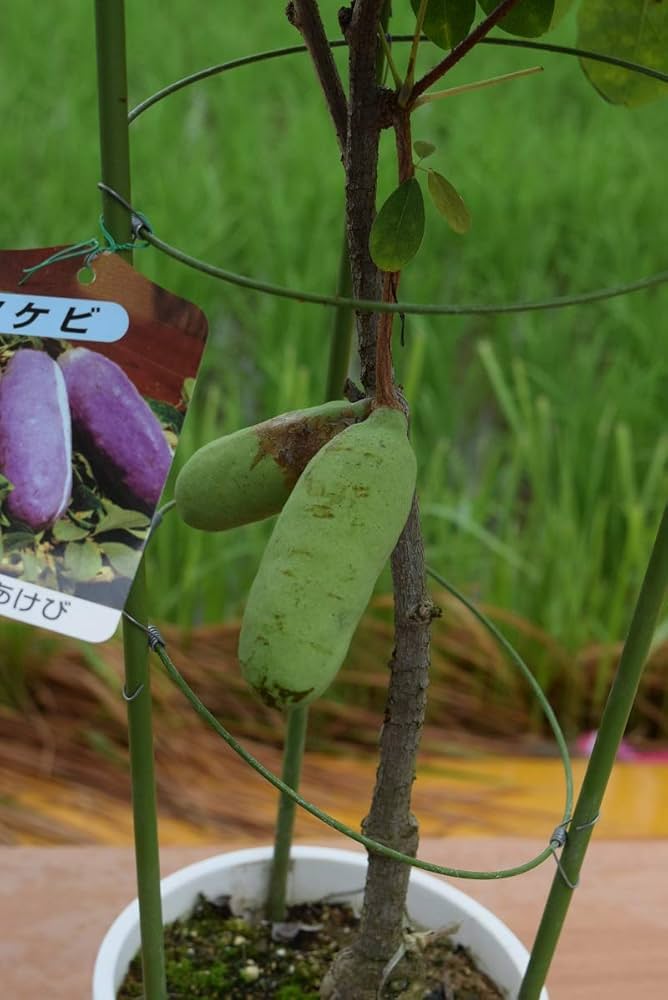 Amazon｜五つ葉アケビ あけび木通｜観葉植物 オンライン通販