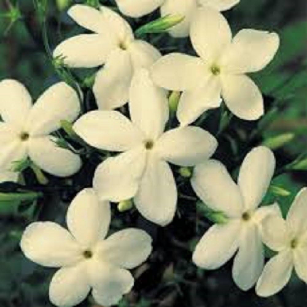 JASMINE CLOTTED CREAM PLANTS PLUG PLANTS (5)